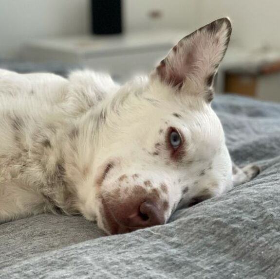 Enlarge Mumbles - adopt or foster, a Adoptable mixed breed in Rochester, NY image 1/12