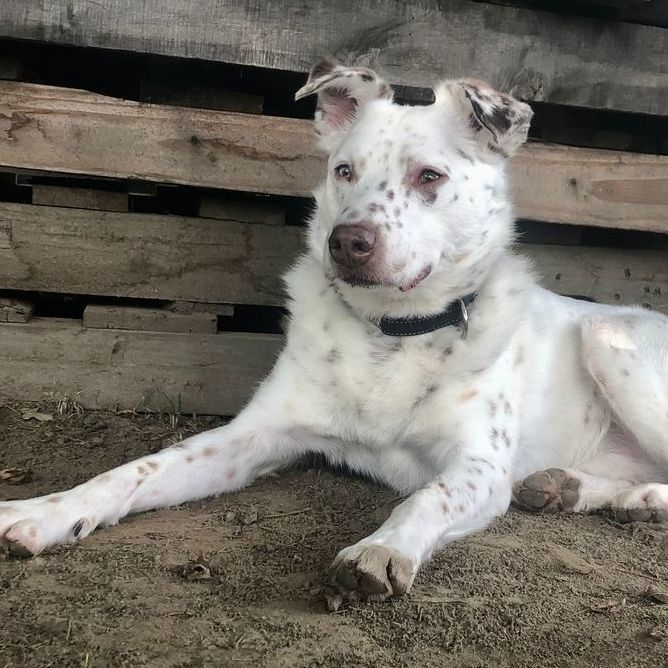 Mumbles - adopt or foster photo 4