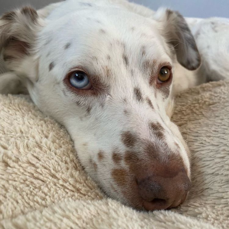 Enlarge Mumbles - adopt or foster, a Adoptable mixed breed in Rochester, NY image 3/12