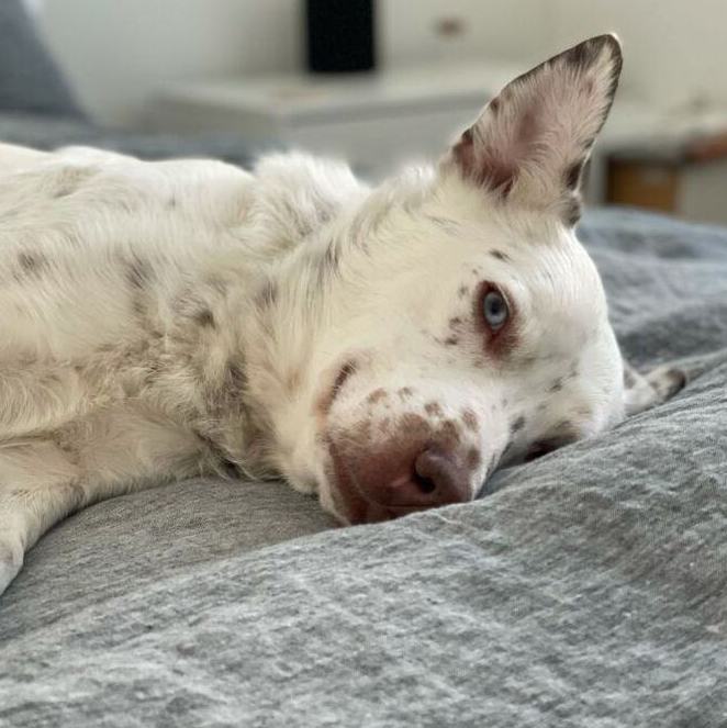 Enlarge Mumbles - adopt or foster, a Adoptable mixed breed in Rochester, NY image 4/12