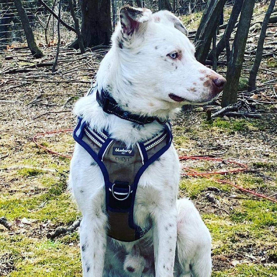 Enlarge Mumbles - adopt or foster, a Adoptable mixed breed in Rochester, NY image 5/12