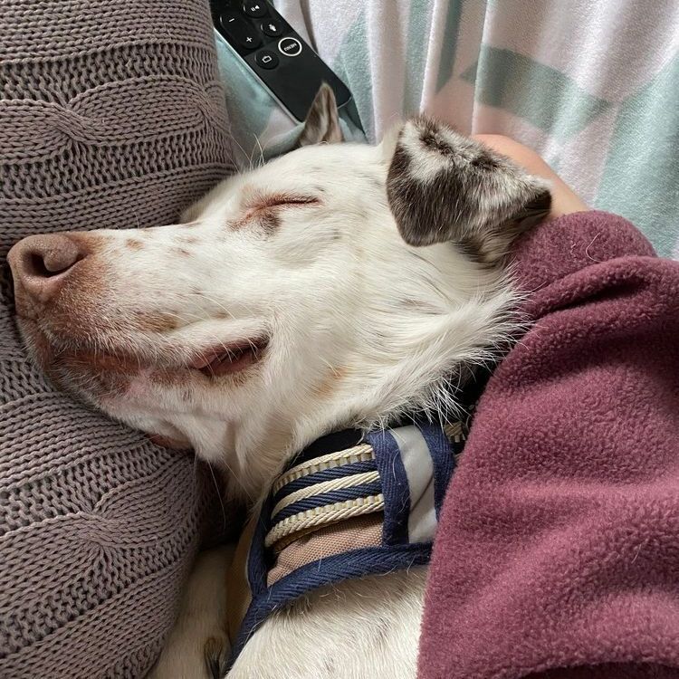 Enlarge Mumbles - adopt or foster, a Adoptable mixed breed in Rochester, NY image 6/12