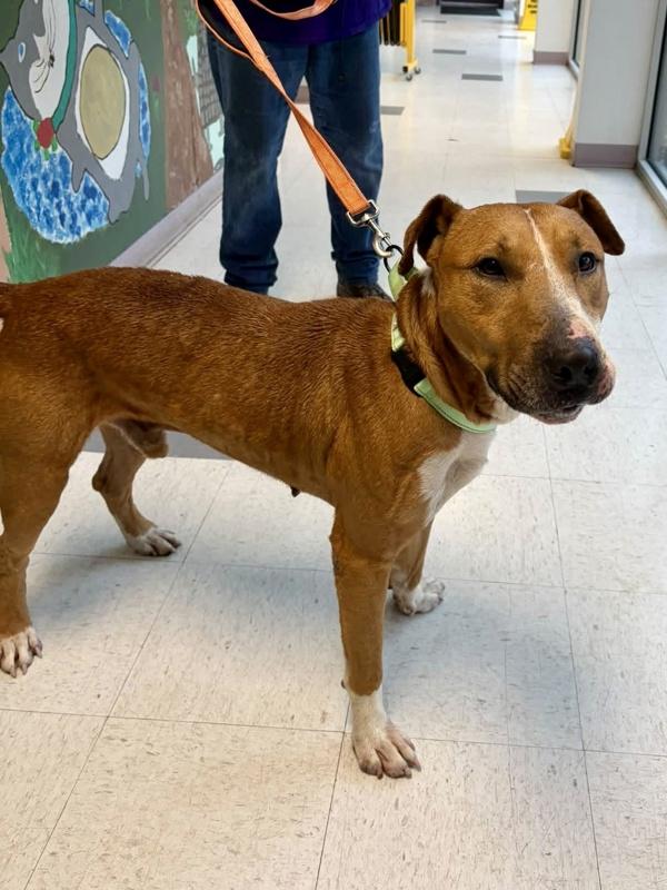 KILO, Adoptable, Adult Male Bull Terrier.