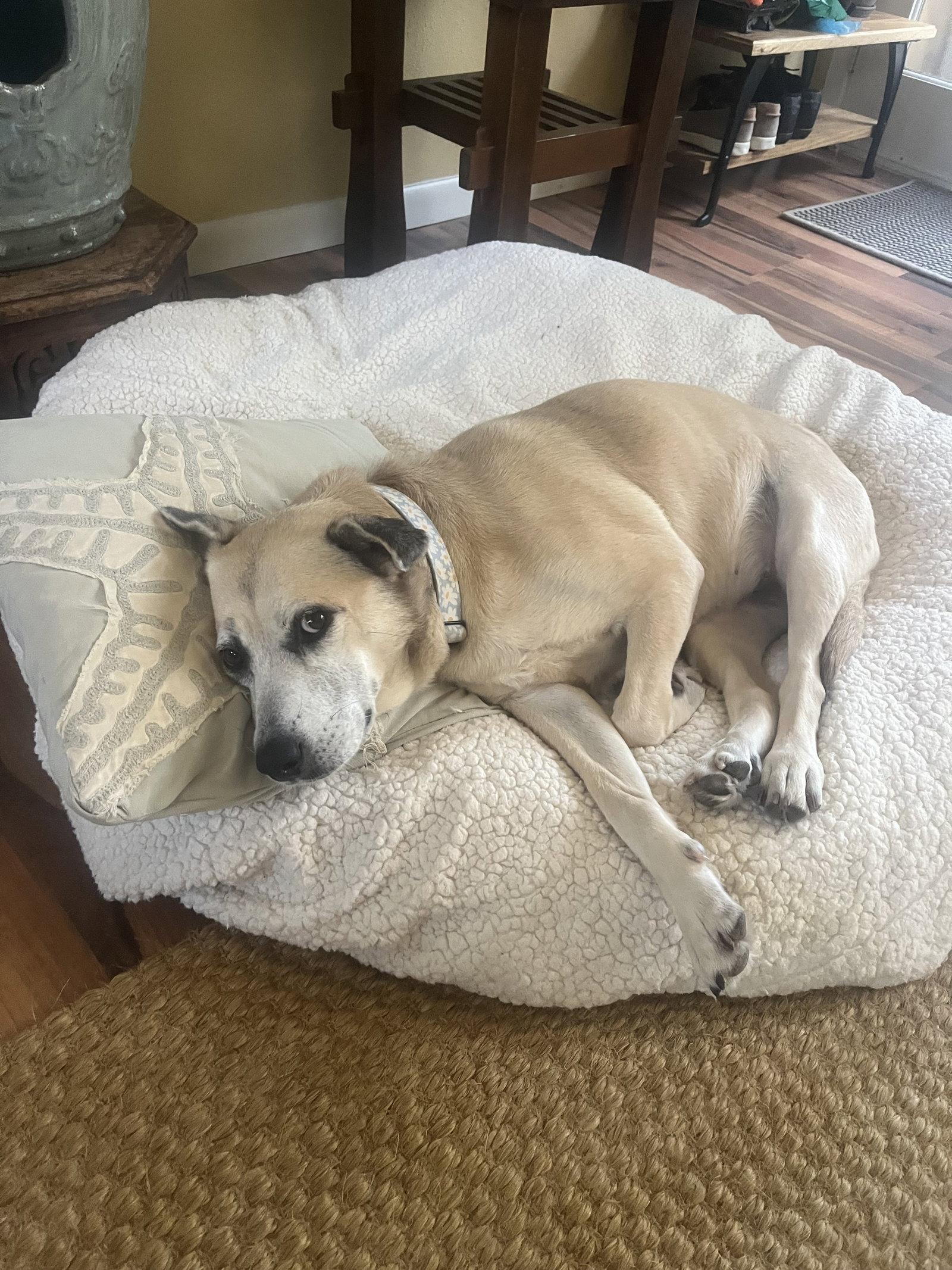 Maggie, Adoptable, Adult Female Labrador Retriever.