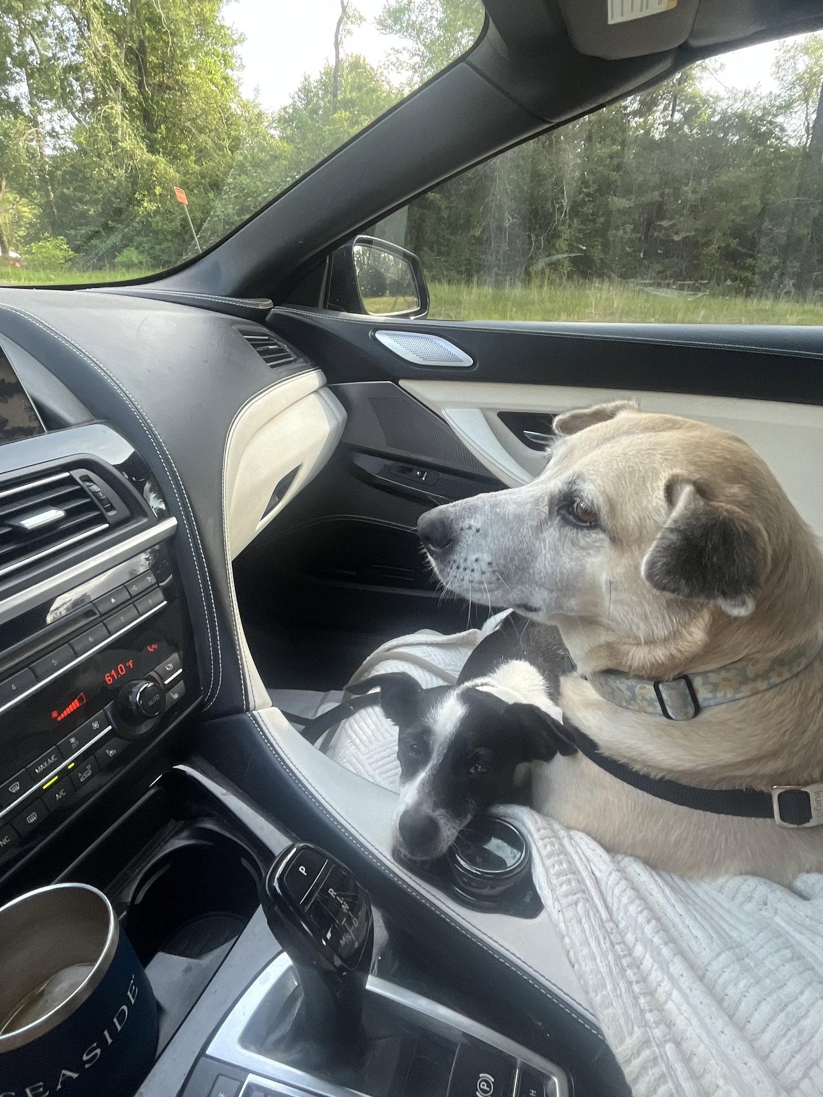 Enlarge Maggie, a Adoptable Labrador Retriever in The Woodlands, TX image 2/3