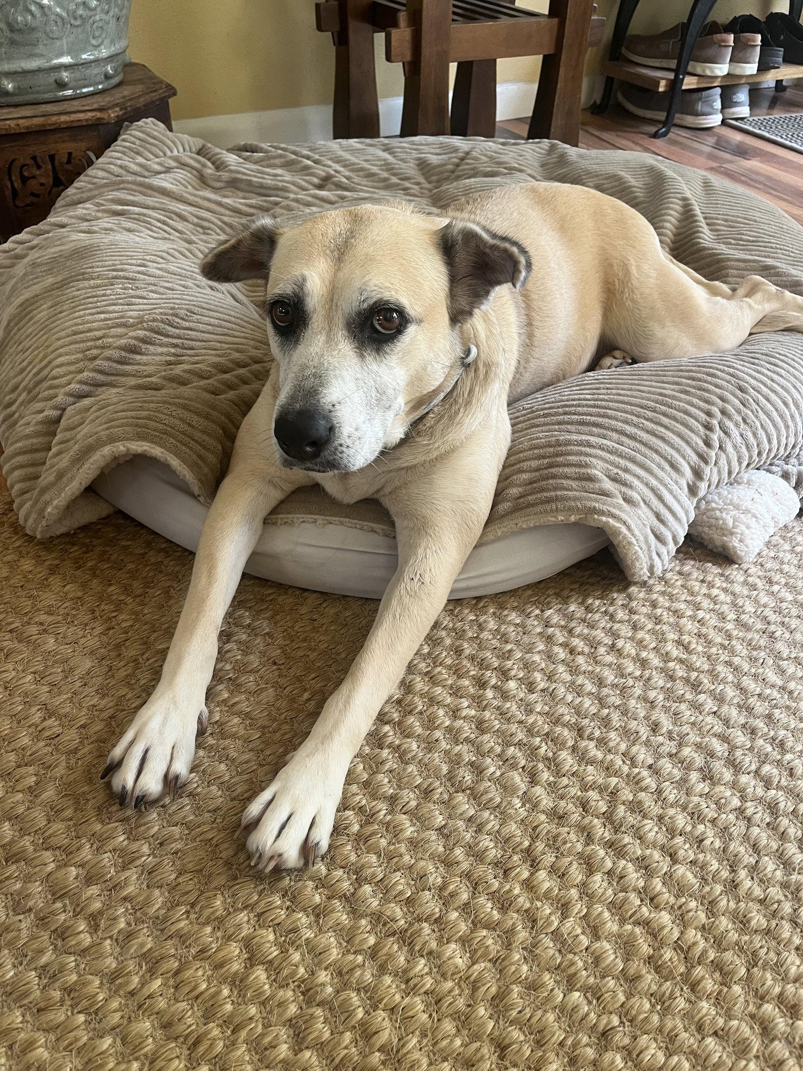 Enlarge Maggie, a Adoptable Labrador Retriever in The Woodlands, TX image 1/1