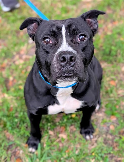 PRINCE, Adoptable, Adult Male American Staffordshire Terrier.