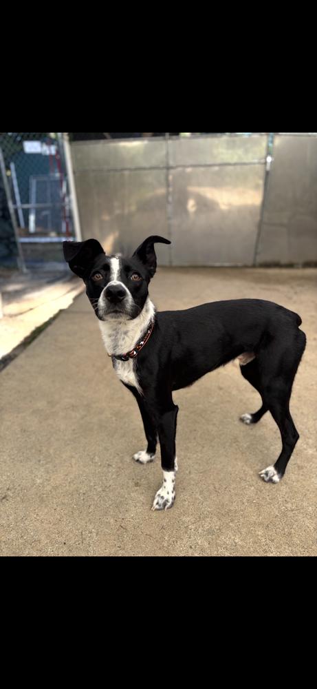Enlarge Oreo - 25311, a Adoptable mixed breed in Armonk, NY image 1/2