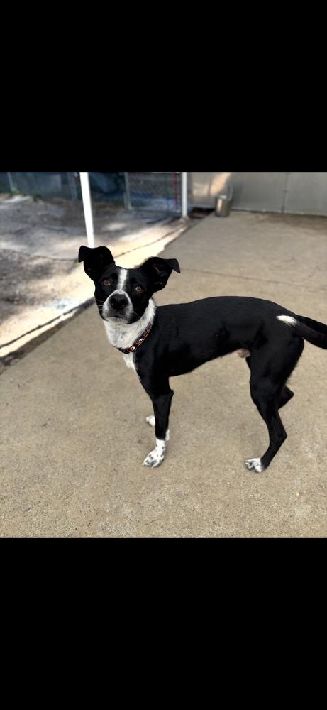 Enlarge Oreo - 25311, a Adoptable mixed breed in Armonk, NY image 2/2