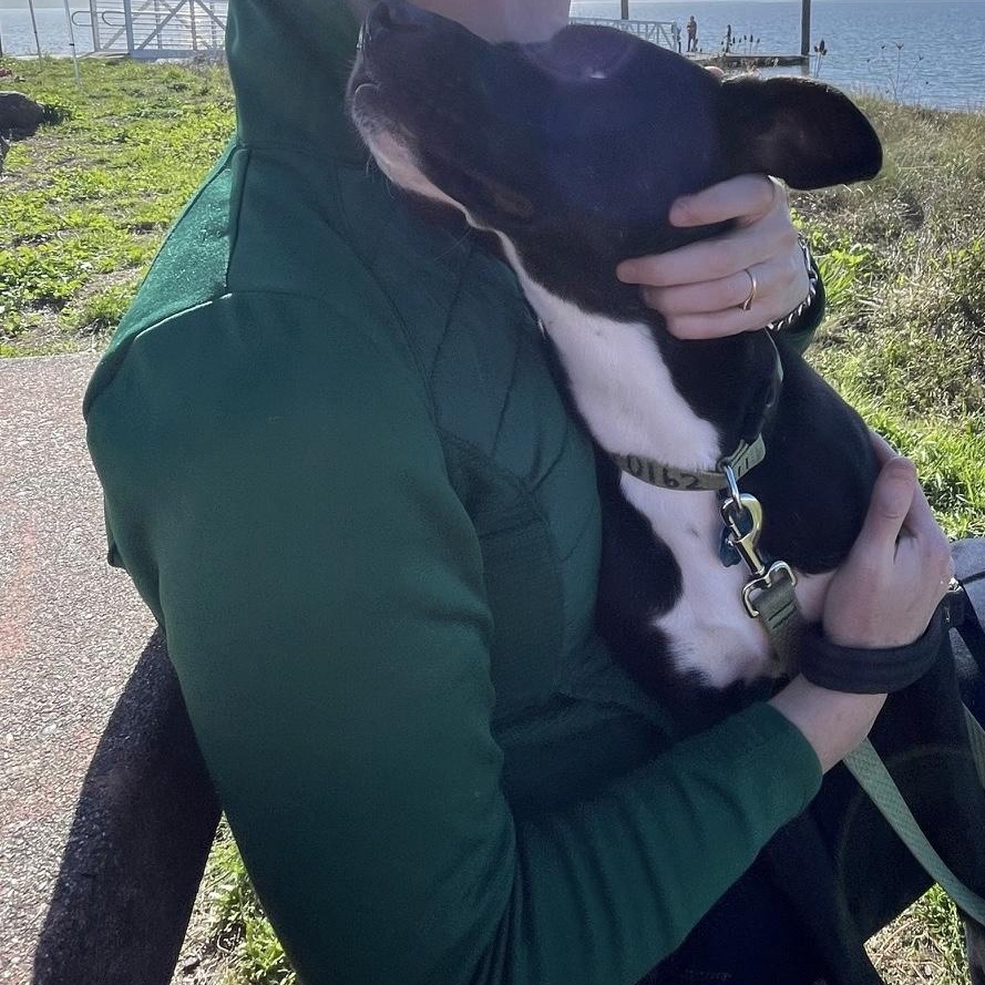 Enlarge Roxie, an adopted mixed breed in Eureka, CA image 3/6