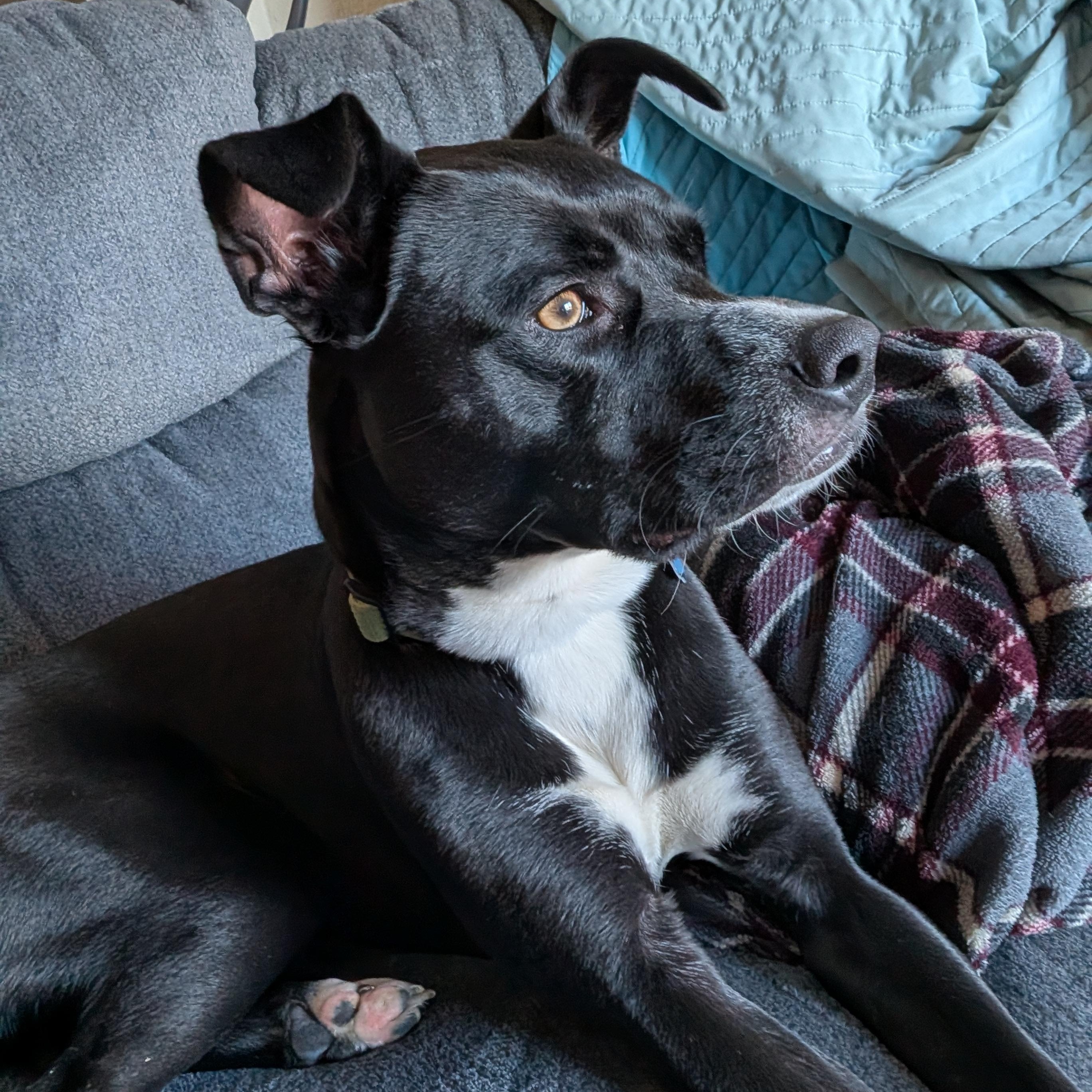 Enlarge Roxie, an adopted mixed breed in Eureka, CA image 2/6