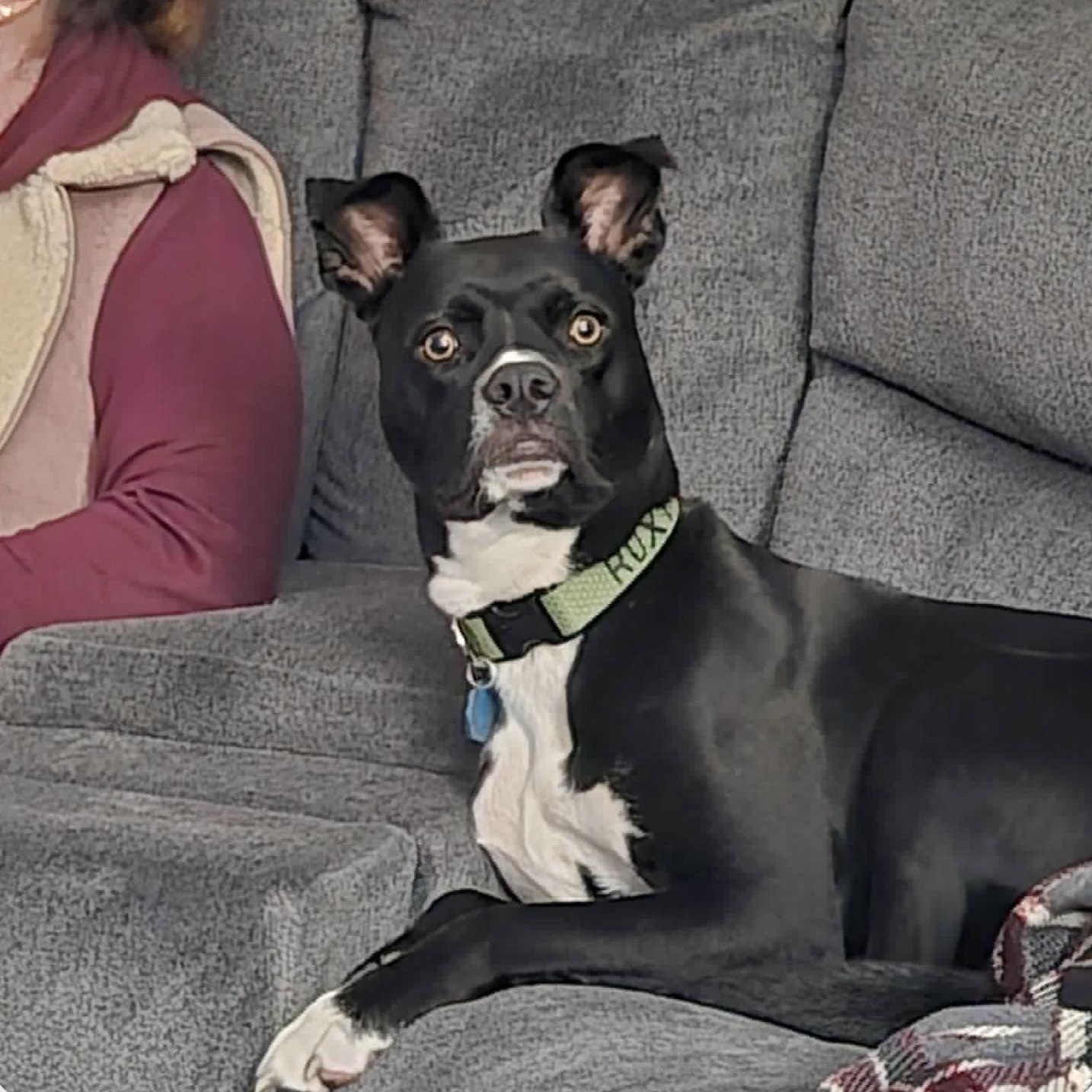 Enlarge Roxie, an adopted mixed breed in Eureka, CA image 1/6