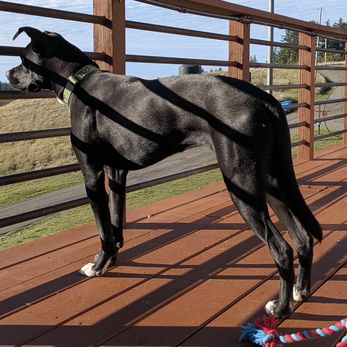Enlarge Roxie, an adopted mixed breed in Eureka, CA image 4/6