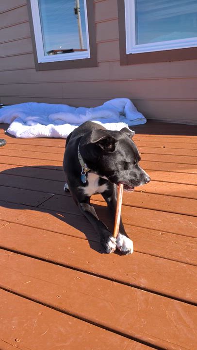 Enlarge Roxie, an adopted mixed breed in Eureka, CA video 6/6