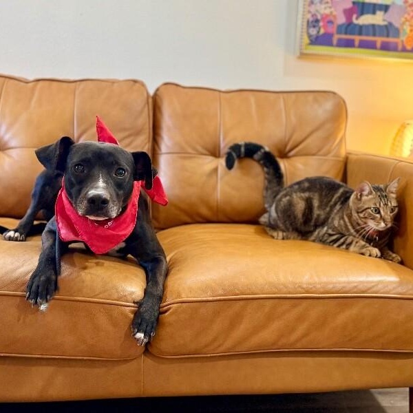 Gizmo Pint Sized Cuddle Buddy — thumbnail 2