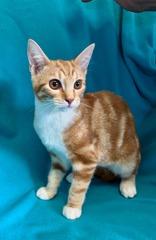 Molly, ADOPTABLE, Young Female Domestic Short Hair.