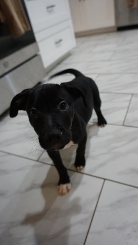 Flounder, Adopted, Puppy Male Labrador Retriever & Mixed Breed.