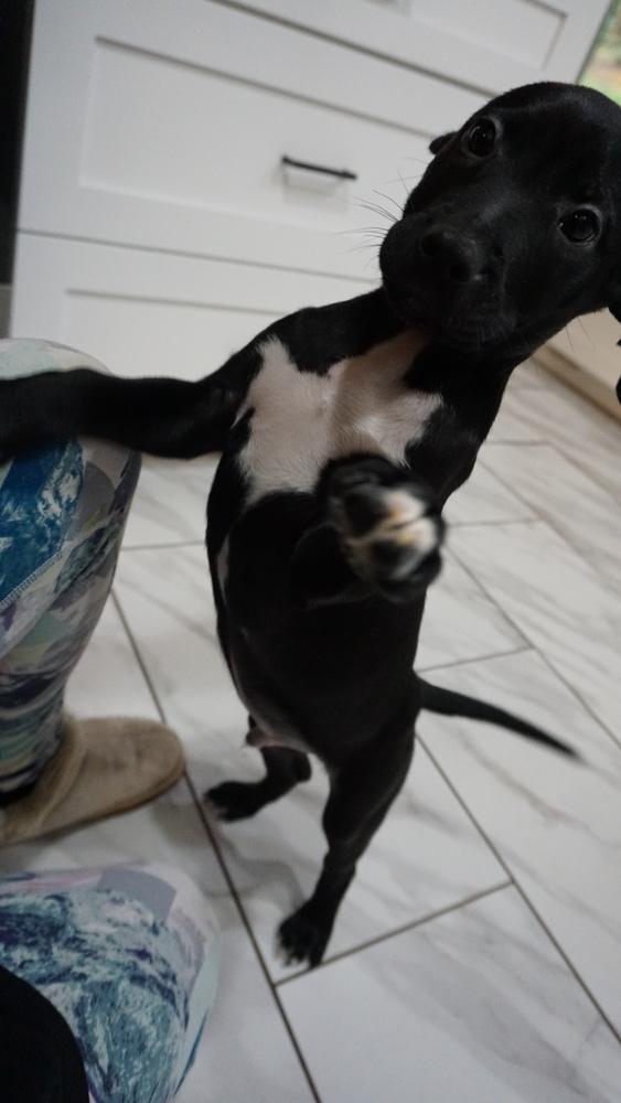 Flounder, a Adopted mixed breed in Powder Springs, GA image 2/6