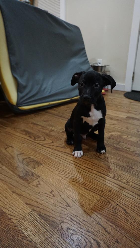 Flounder, a Adopted mixed breed in Powder Springs, GA image 3/6