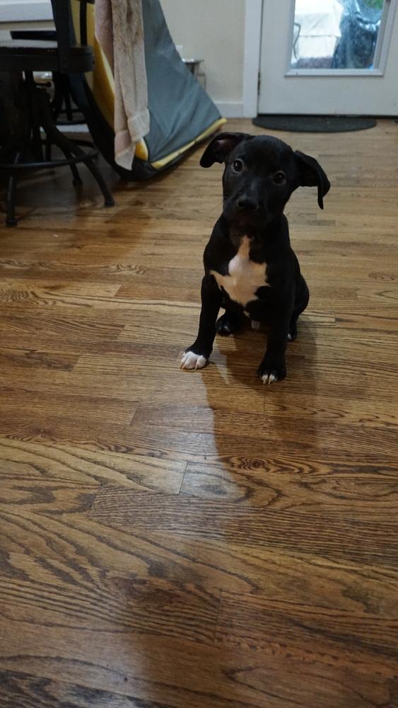 Flounder, Adopted, Puppy Male Labrador Retriever & Mixed Breed.