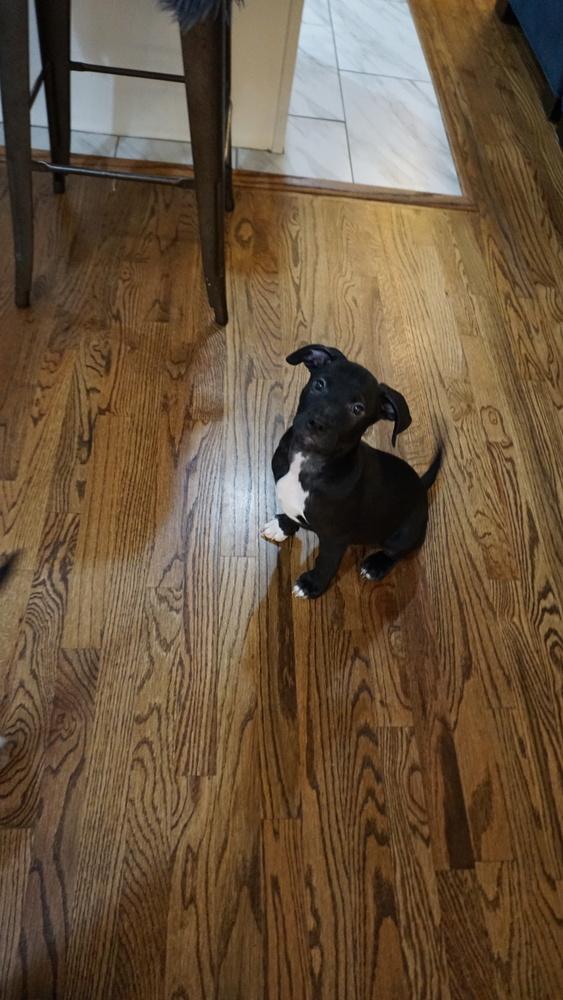 Flounder, a Adopted mixed breed in Powder Springs, GA image 5/6