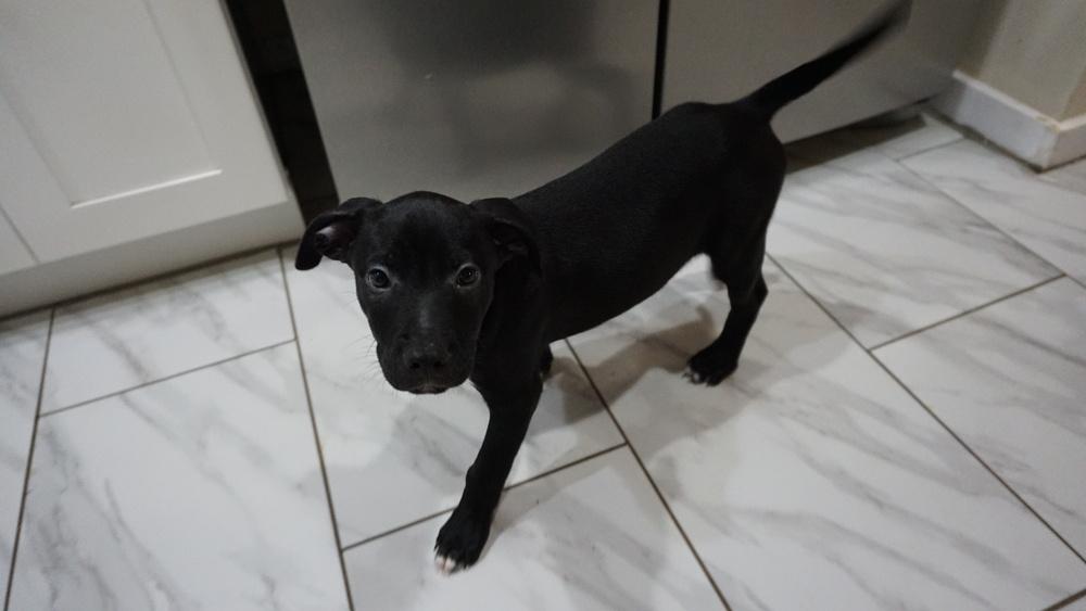 Flounder, a Adopted mixed breed in Powder Springs, GA image 6/6