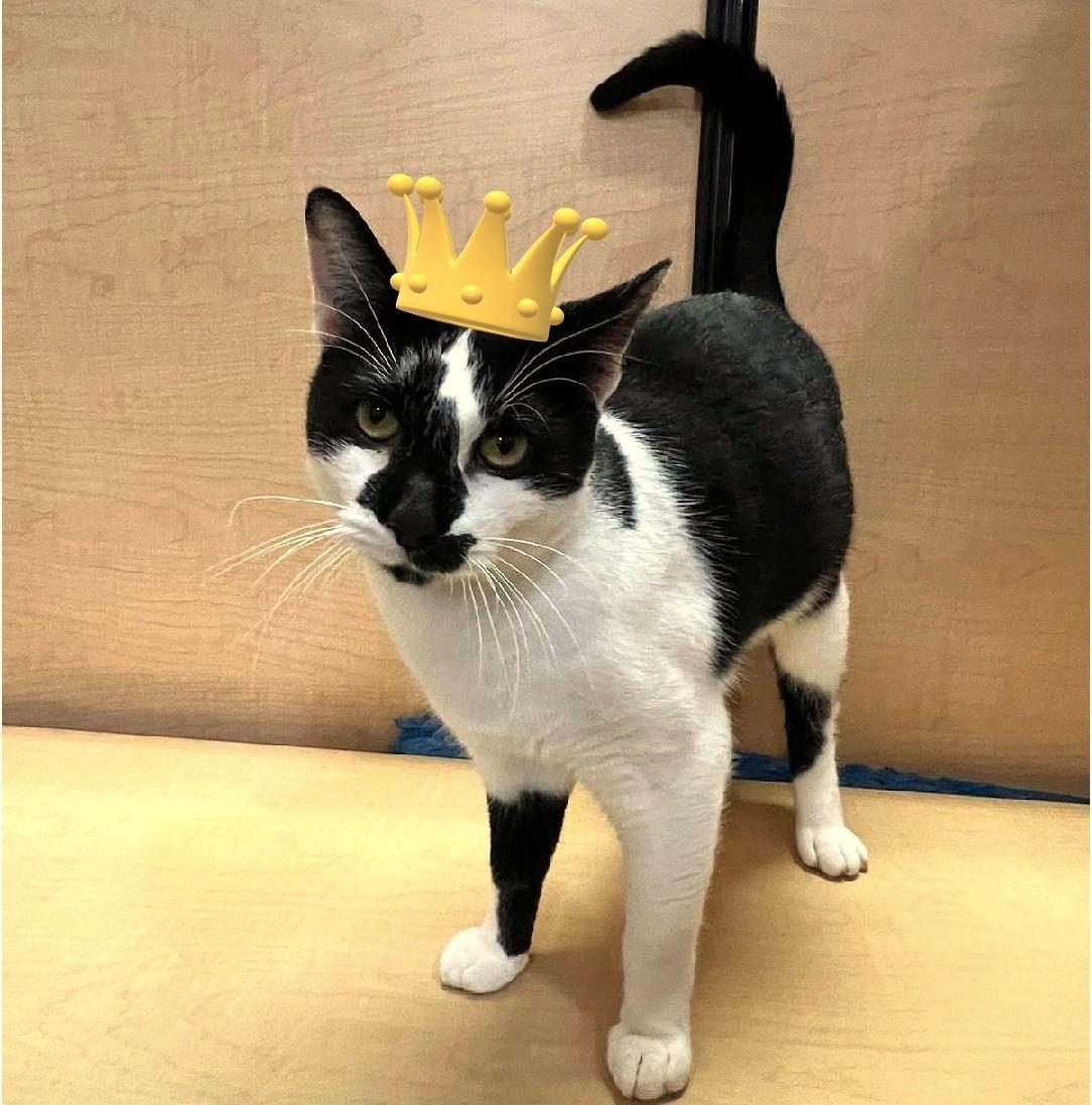 Vince the Prince (so Charming!)