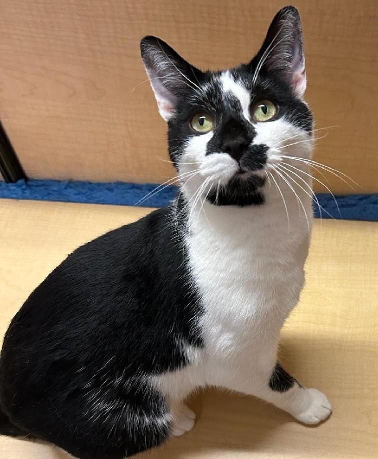 Vince the Prince (so Charming!)