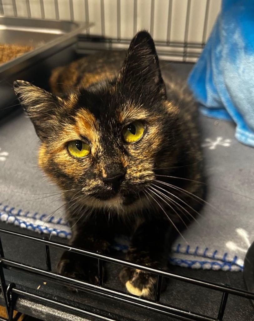 Torie, adopted, Adult Female Domestic Short Hair.