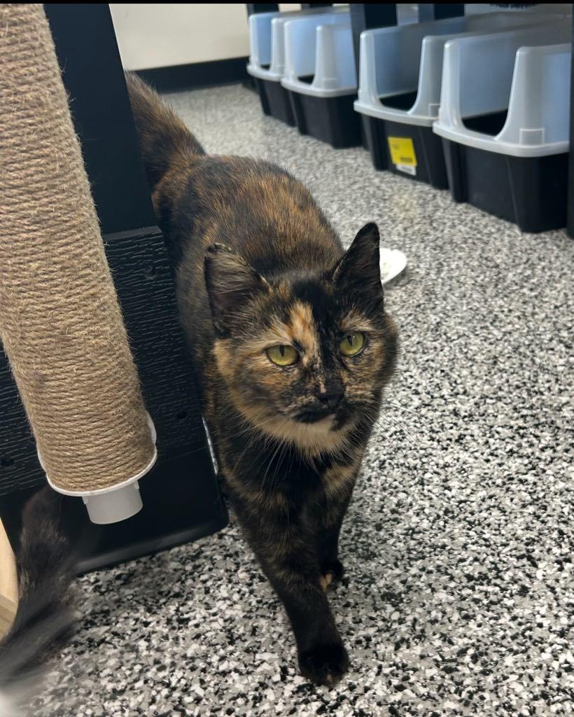 Enlarge Torie, an adopted Domestic Short Hair in Cortland, OH image 2/3