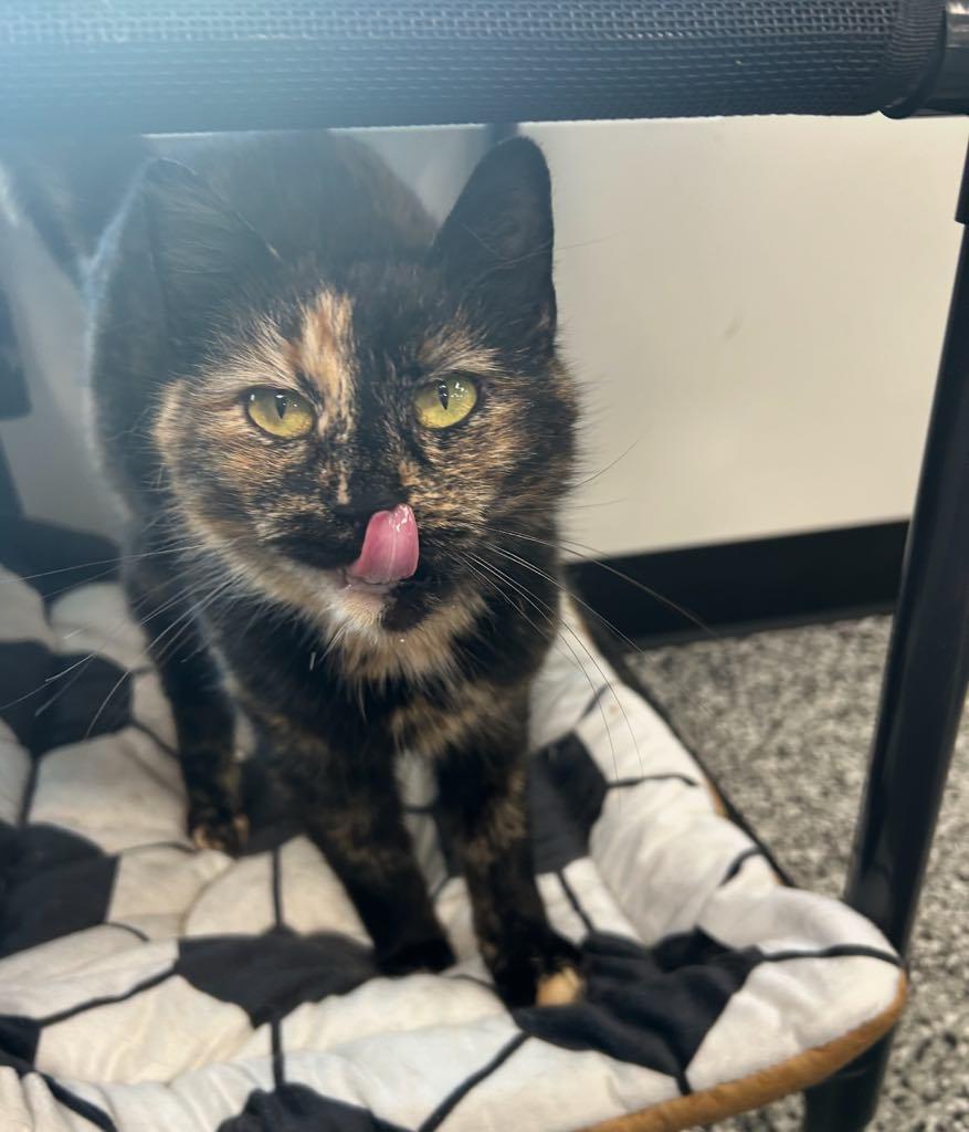 Enlarge Torie, an adopted Domestic Short Hair in Cortland, OH image 3/3