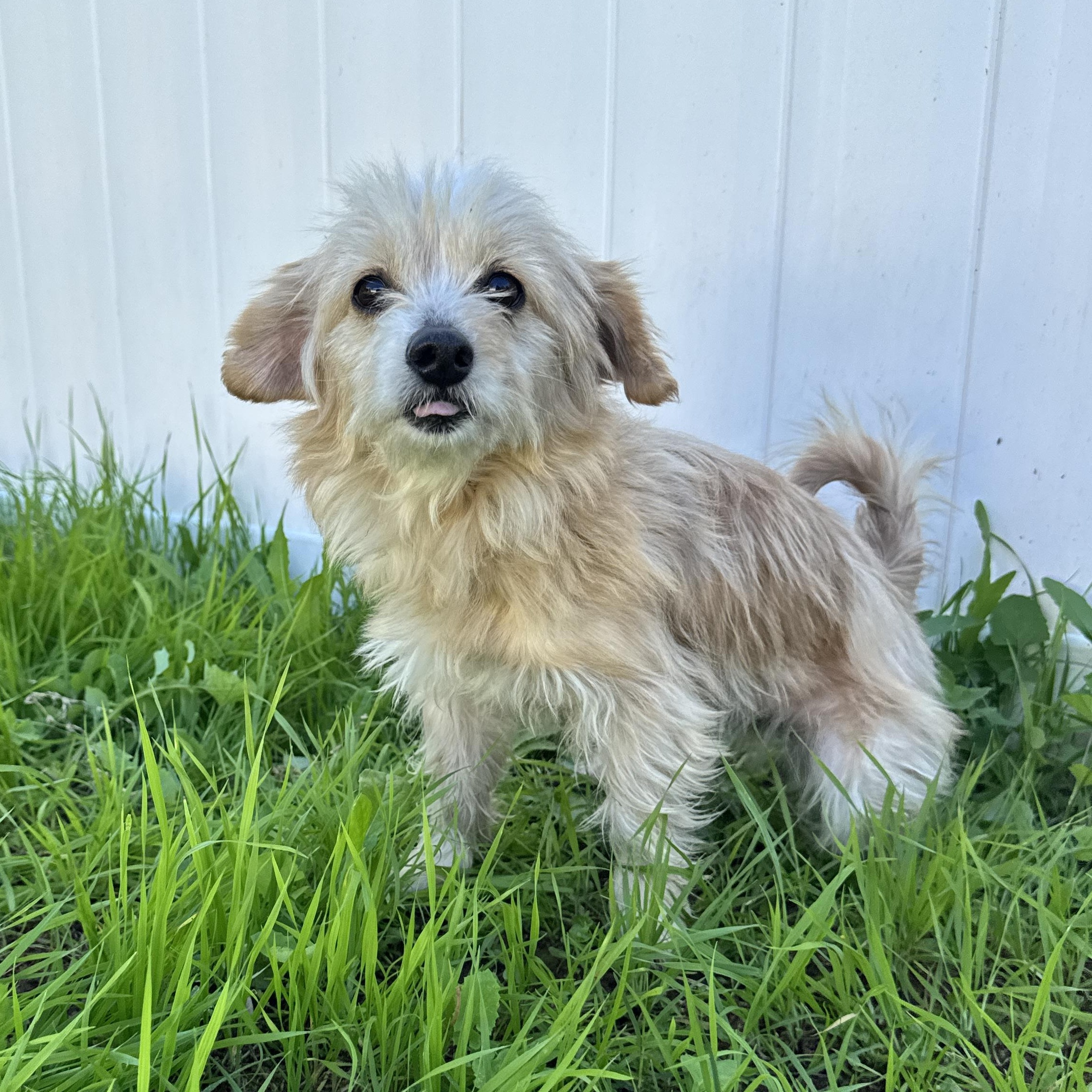 Haidi, Adoptable, Adult Female Maltipoo & Terrier.