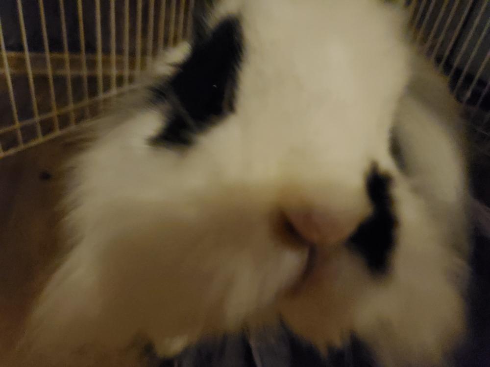Zebra, Adopted, Adult Female Lionhead & Lop Eared.