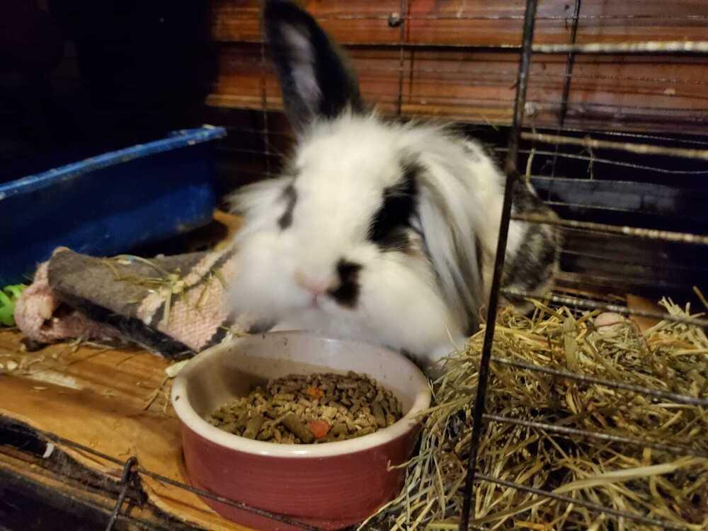 Enlarge Zebra, a Adopted mixed breed in Melbourne, FL image 2/6