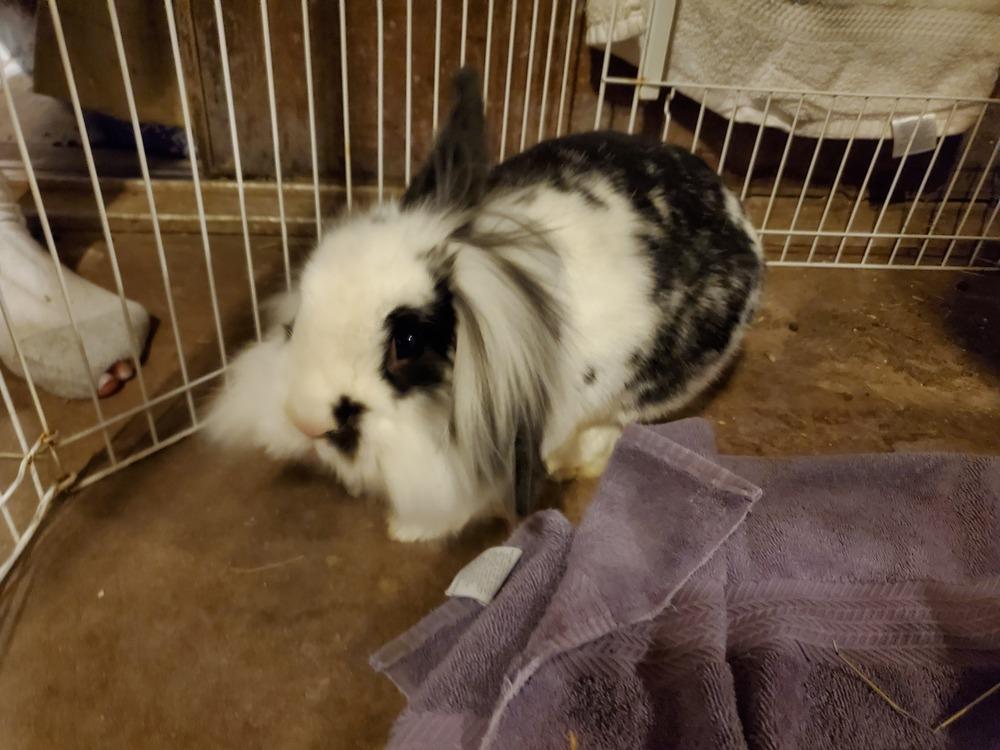 Enlarge Zebra, a Adopted mixed breed in Melbourne, FL image 3/6