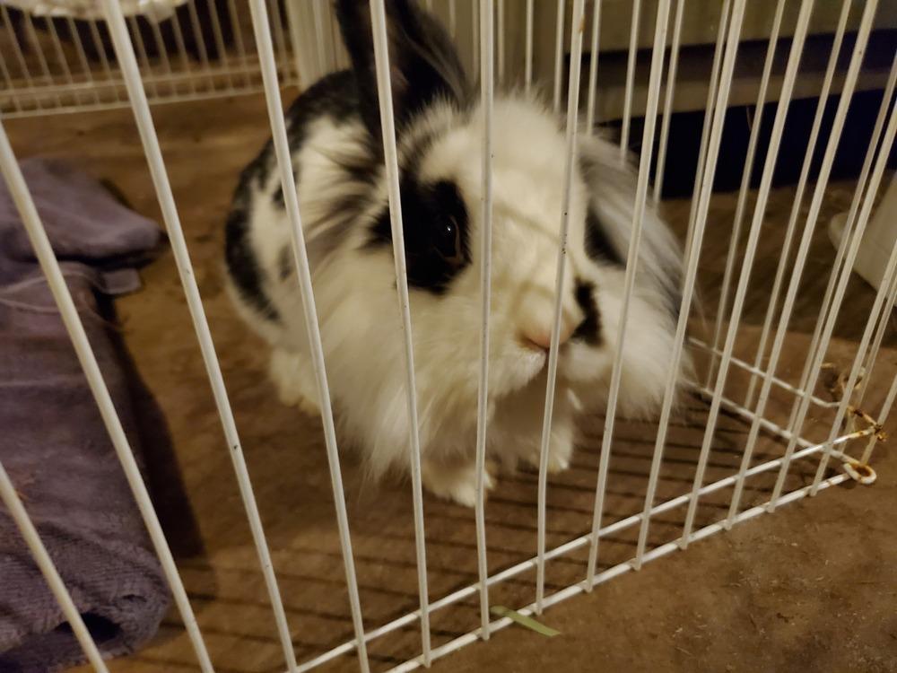 Enlarge Zebra, a Adopted mixed breed in Melbourne, FL image 4/6