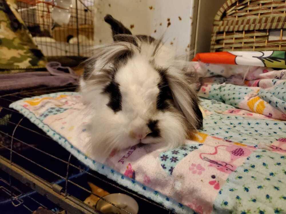 Enlarge Zebra, a Adopted mixed breed in Melbourne, FL image 5/6