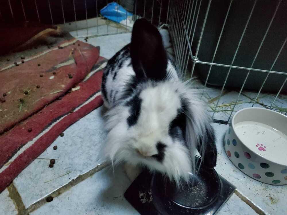 Enlarge Zebra, a Adopted mixed breed in Melbourne, FL image 6/6
