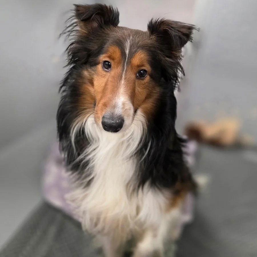 Enlarge Scottie, a Adopted Shetland Sheepdog / Sheltie in Dublin, OH image 1/1
