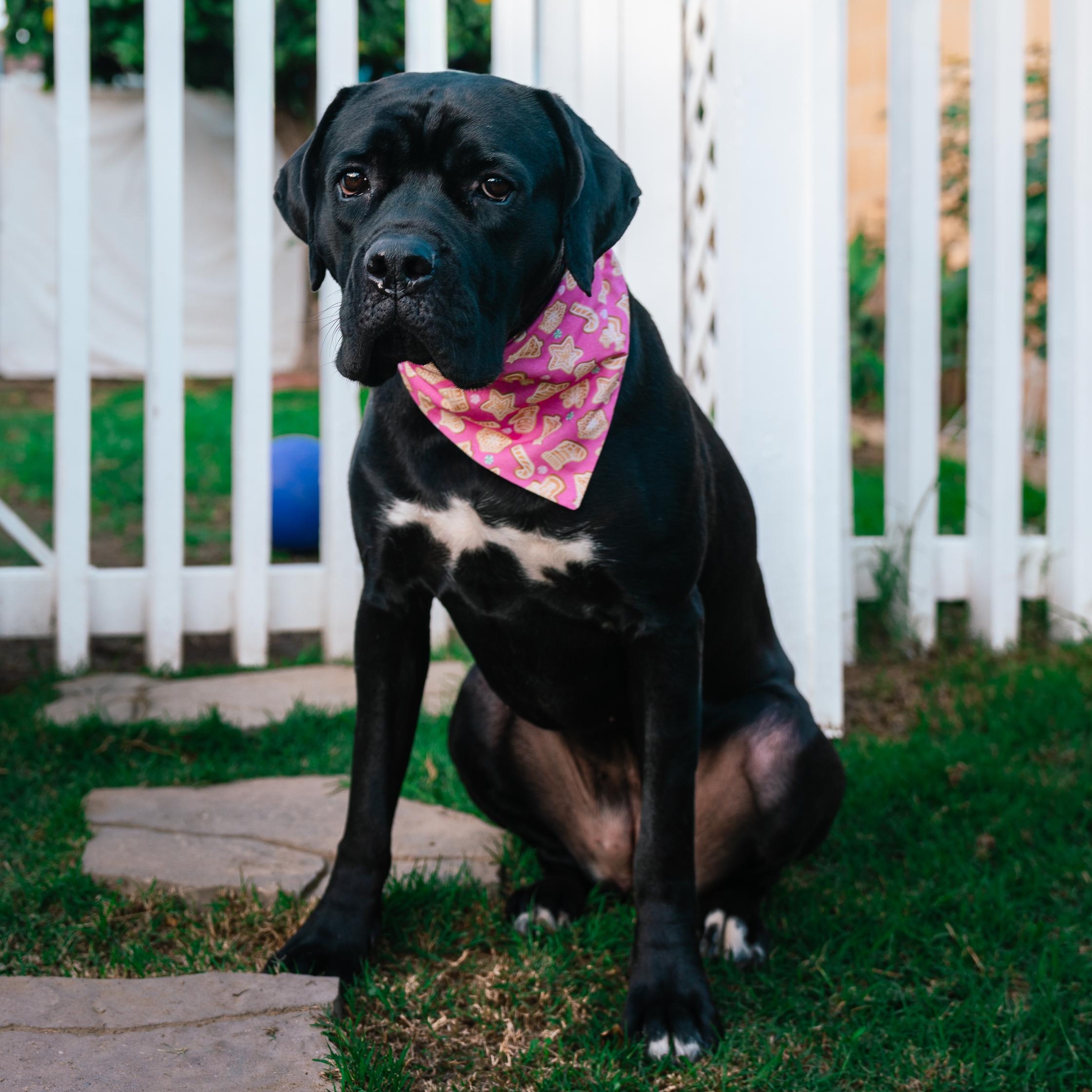 Enlarge NISHA, a Adoptable Cane Corso in Ontario, CA image 1/4