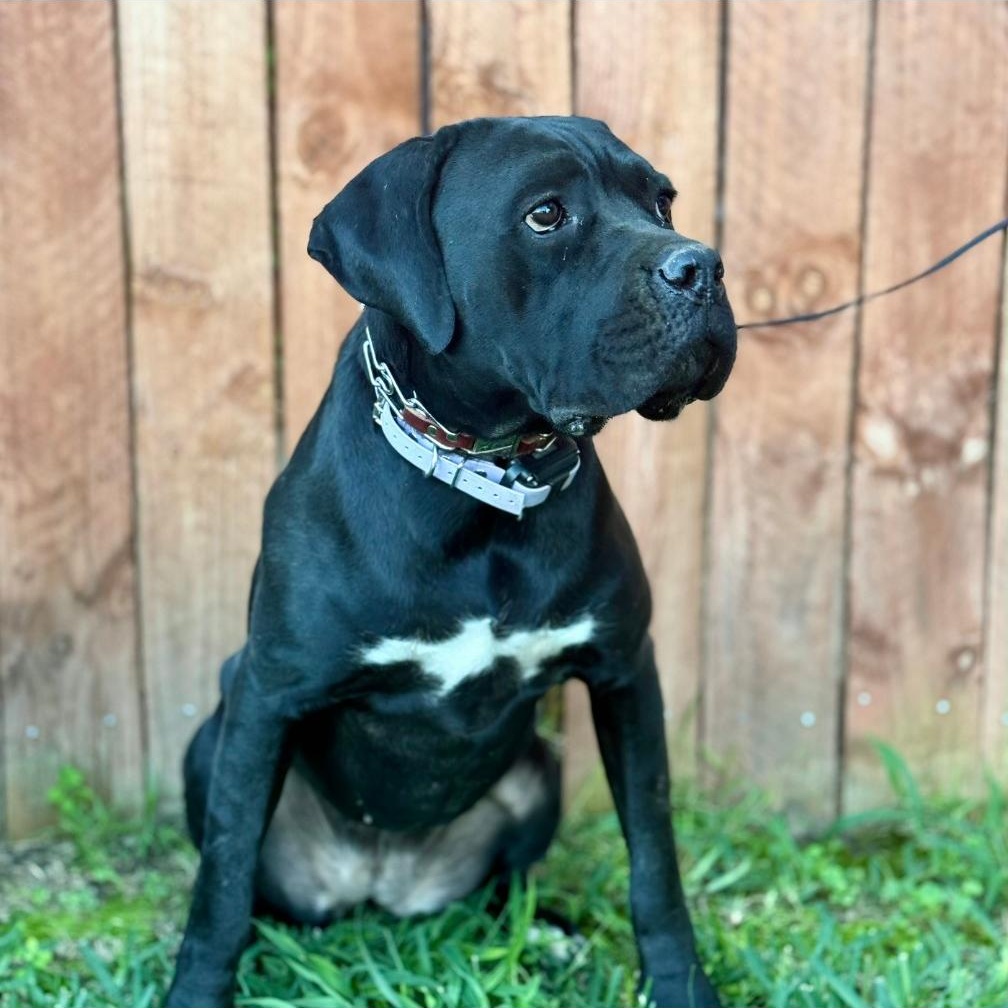 NISHA, a Adoptable Cane Corso in Ontario, CA image 4/5