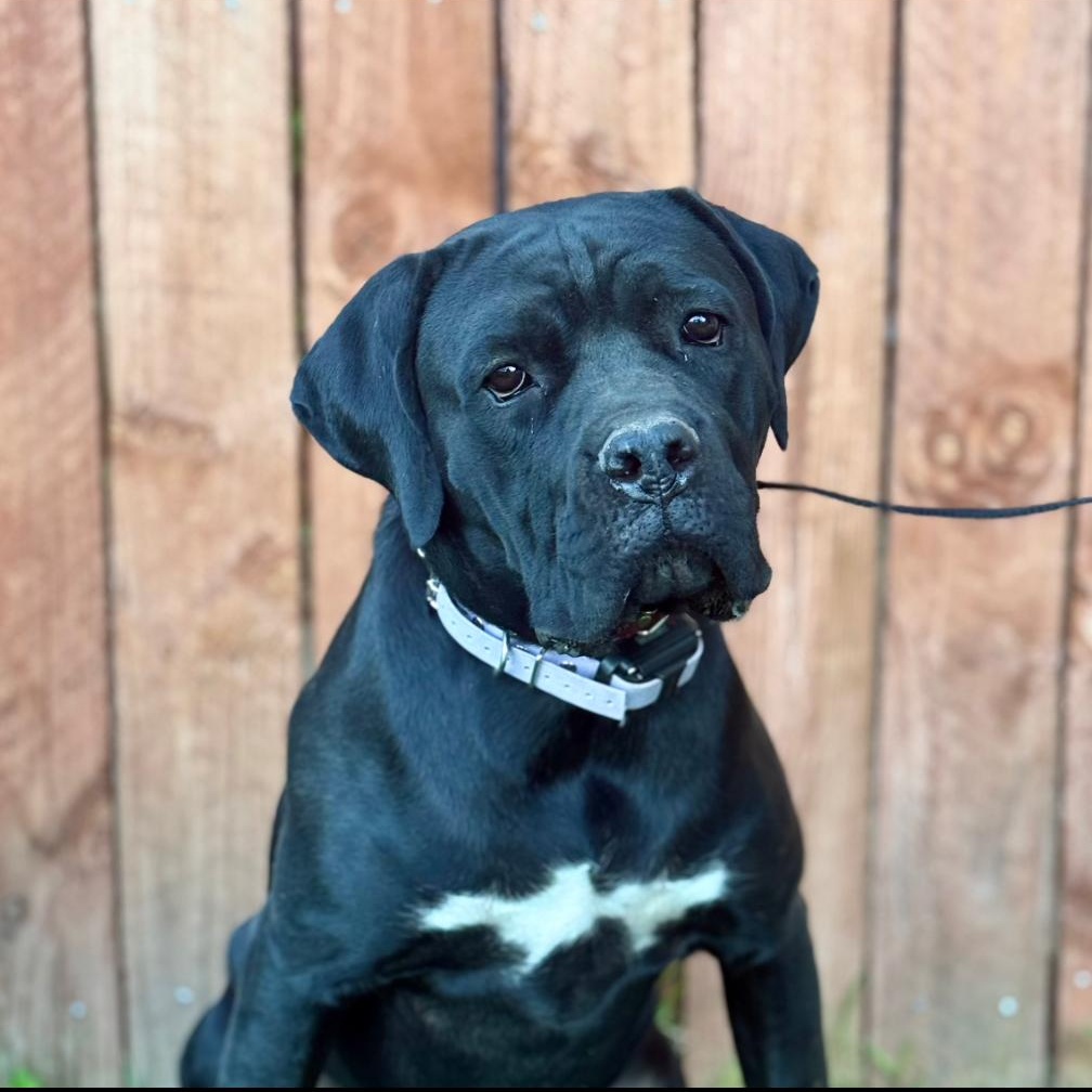 NISHA, a Adoptable Cane Corso in Ontario, CA image 2/5