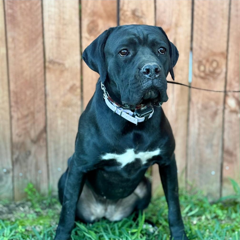 NISHA, a Adoptable Cane Corso in Ontario, CA image 3/5