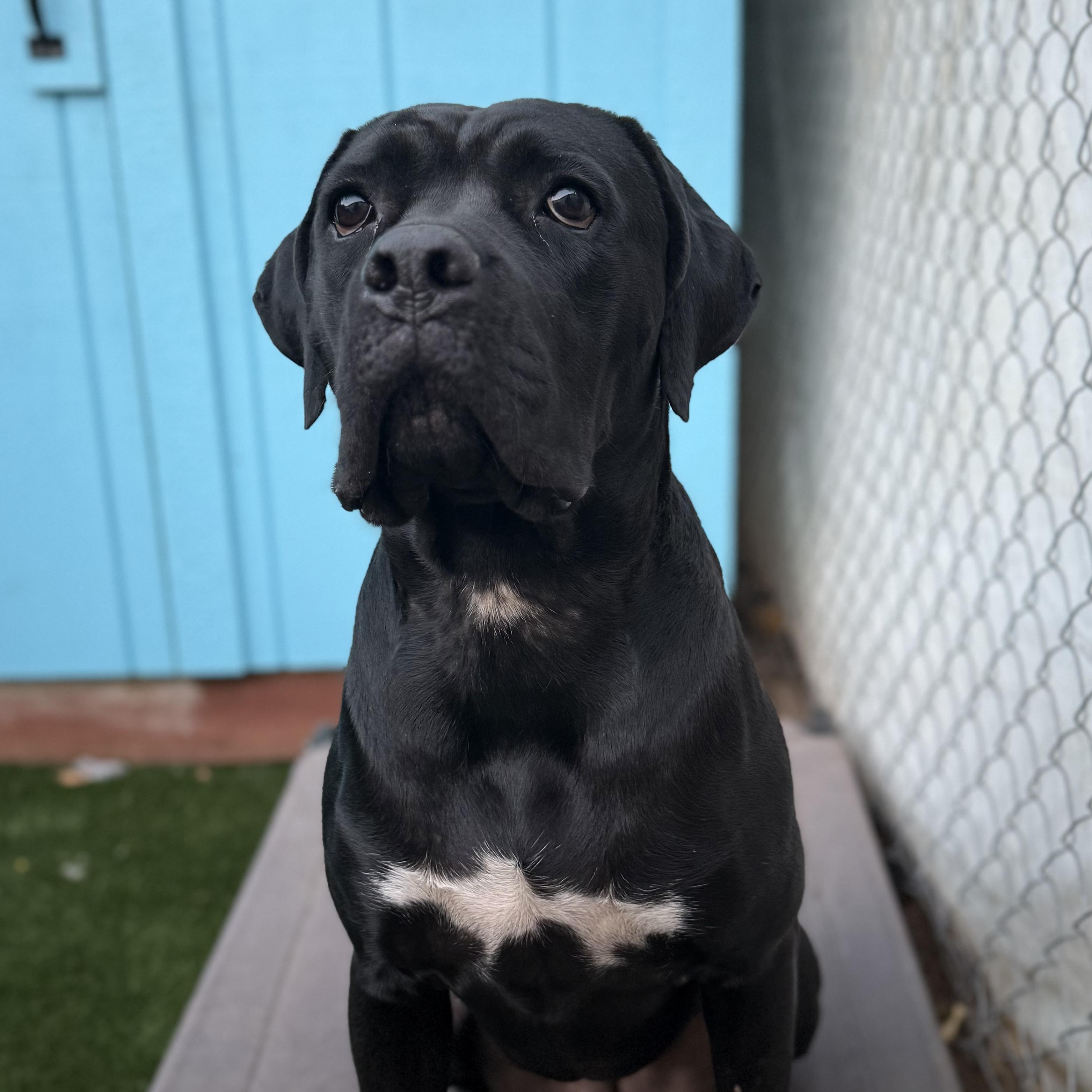 NISHA, Adoptable, Young Female Cane Corso.