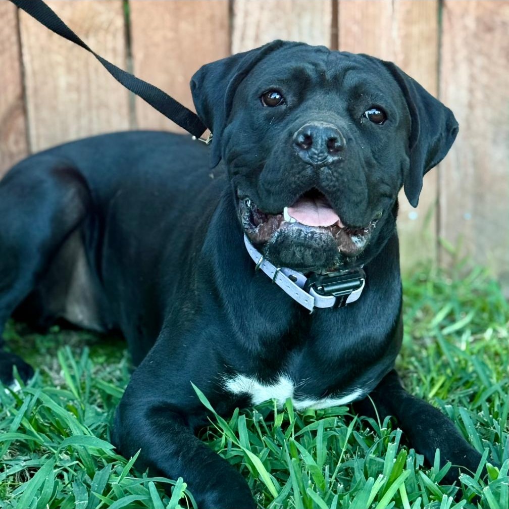 NISHA, a Adoptable Cane Corso in Ontario, CA image 5/5