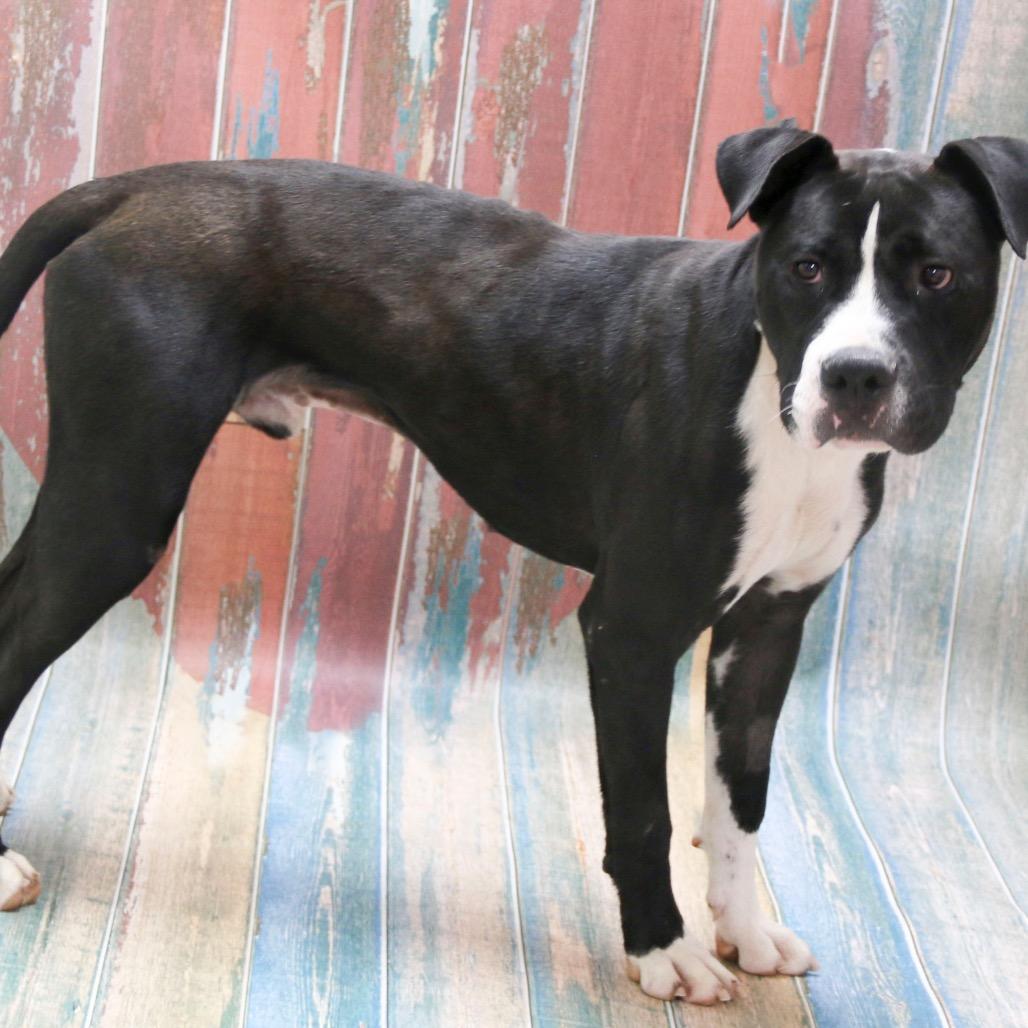 ThunderStorm, Adoptable, Adult Male American Staffordshire Terrier.
