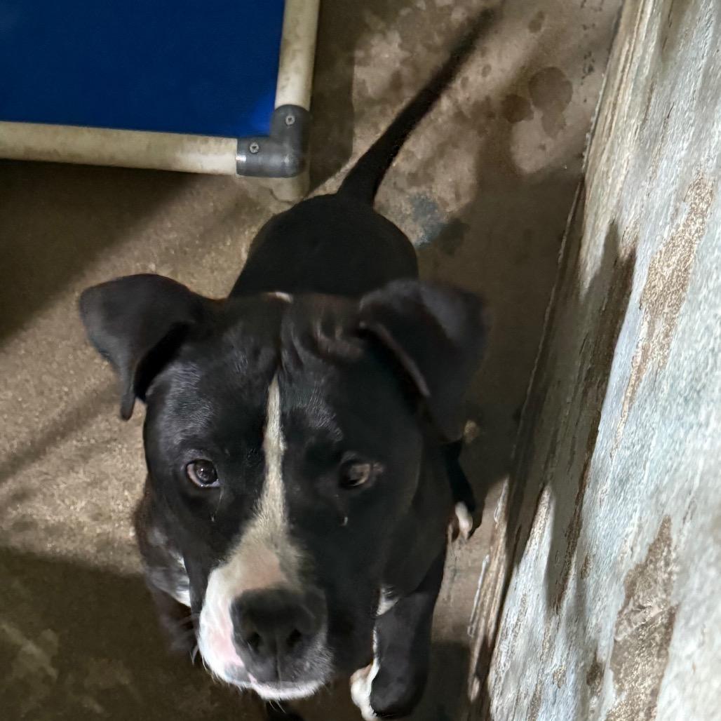 Enlarge ThunderStorm, a Adoptable American Staffordshire Terrier in Casa Grande, AZ image 1/2