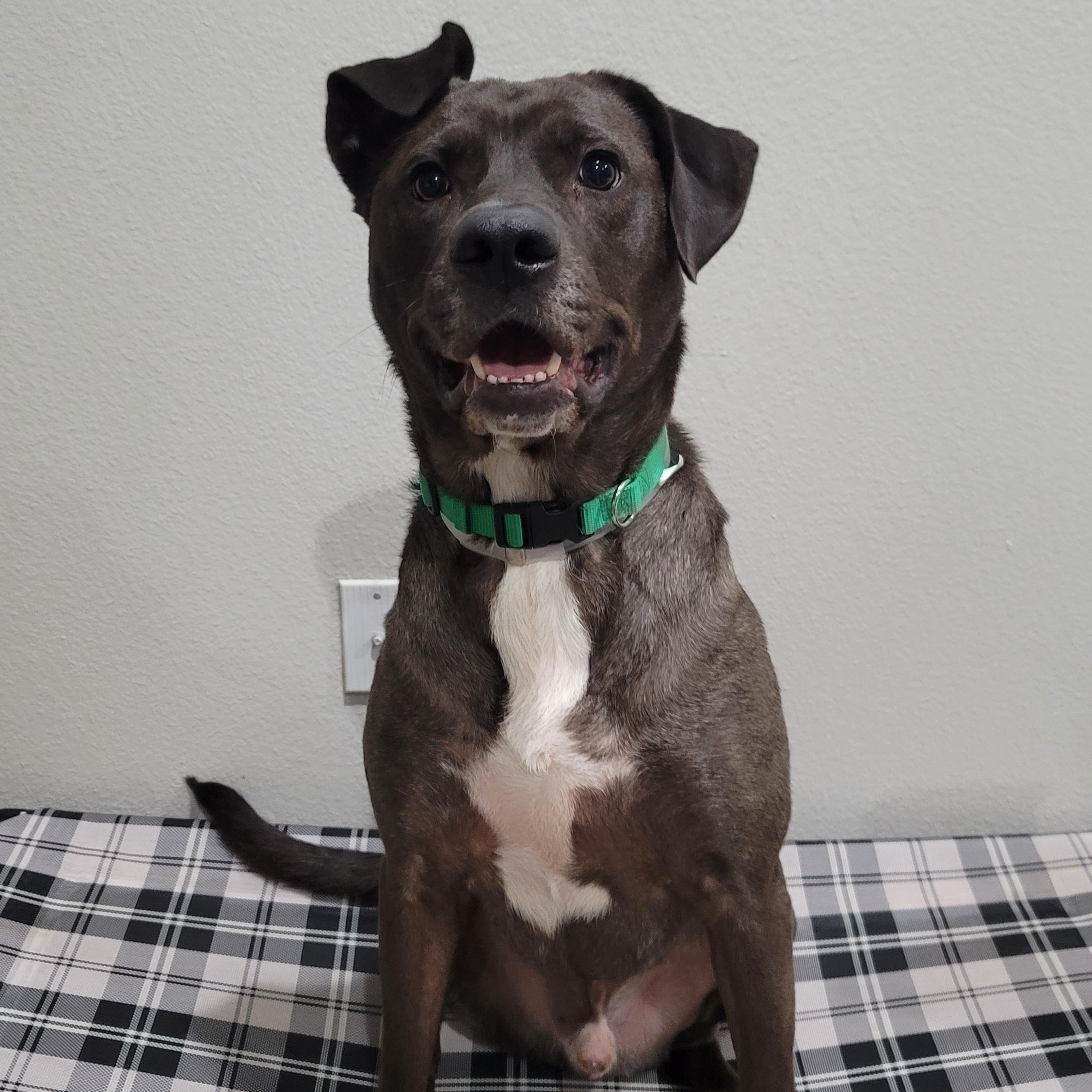 Enlarge Billy Ray, an adopted mixed breed in Fort Lupton , CO image 2/6