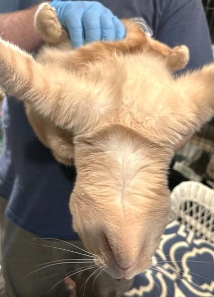 BEAUTIFUL BUFFY - BOLD BENGAL