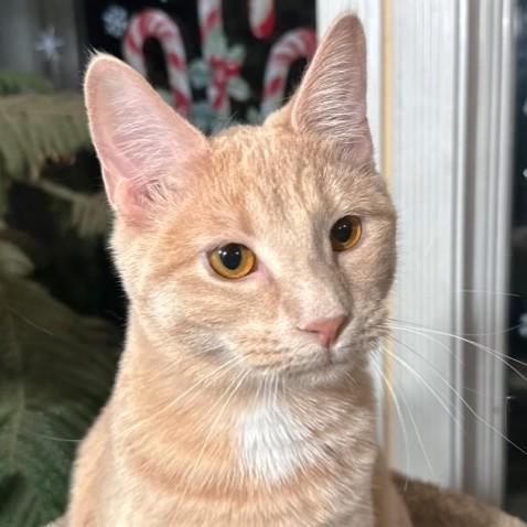 BEAUTIFUL BUFFY - BOLD BENGAL, a Adoptable mixed breed in Danbury, CT image 6/6